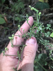 Galium bermudense