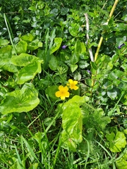 Caltha palustris