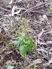 Sisymbrium erysimoides