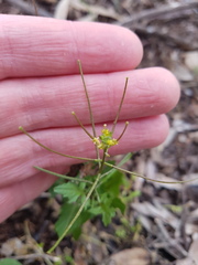 Sisymbrium erysimoides