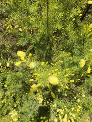 Acacia verticillata verticillata