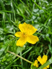 Caltha palustris