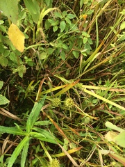 Sparganium americanum