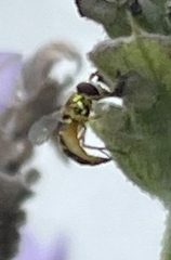 Fazia micrura