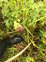 Sparganium americanum