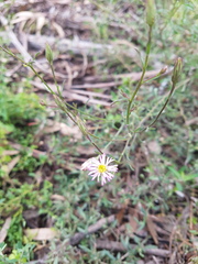 Vittadinia