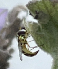 Fazia micrura