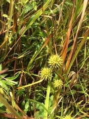 Sparganium americanum