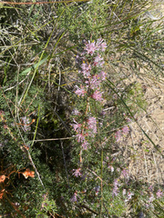 Hakea lissocarpha