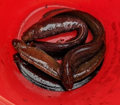 Cebidichthys violaceus