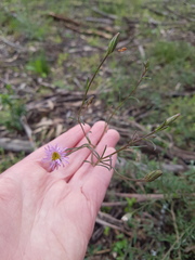Vittadinia