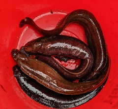 Cebidichthys violaceus