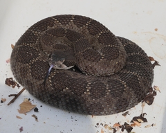 Crotalus oreganus oreganus