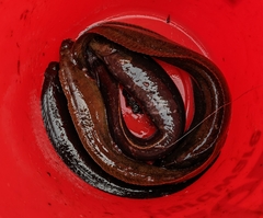 Cebidichthys violaceus