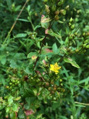Hypericum punctatum