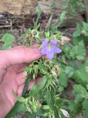 Campanula trachelium