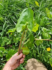Caltha palustris
