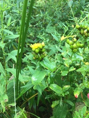 Hypericum punctatum