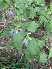 Campanula trachelium