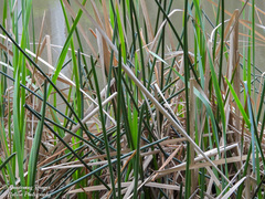 Eleocharis sphacelata