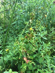 Hypericum punctatum