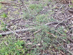 Vittadinia