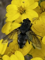 Paradejeania rutilioides