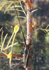 Sphaenothecus bilineatus