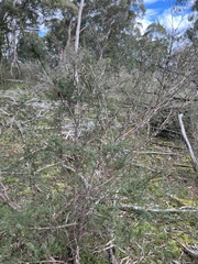 Kunzea leptospermoides