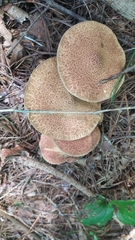 Suillus luteus