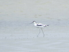 Recurvirostra avosetta