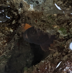 Cebidichthys violaceus