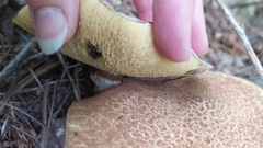 Suillus luteus