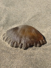 Chrysaora fuscescens