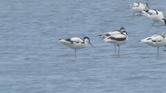 Recurvirostra avosetta