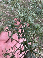Kunzea leptospermoides