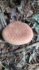 Suillus luteus