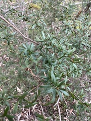 Kunzea leptospermoides