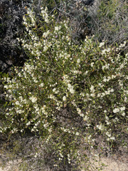 Hakea anadenia