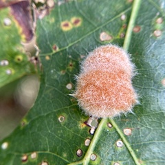 Druon quercusflocci