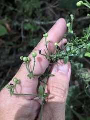 Galium bermudense