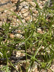 Cyperus perennis