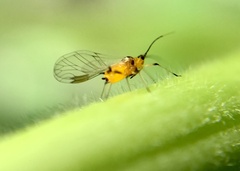 Aphis nerii