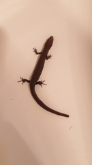 Lampropholis delicata
