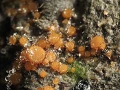 Cheilymenia stercorea