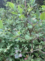 Vaccinium ovalifolium