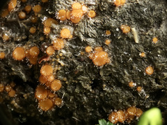 Cheilymenia stercorea