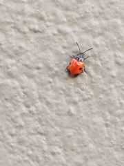 Endomychus biguttatus