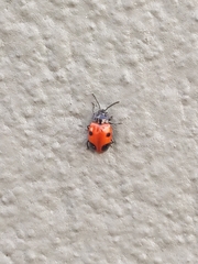 Endomychus biguttatus