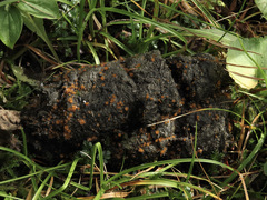 Cheilymenia stercorea